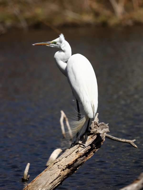 2013 04 03 IMG 02216e
